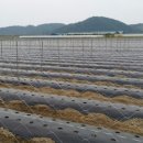 칠갑산둥근마 이미지