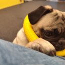 지지밍고 이미지