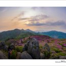 2012년 초암산 철쭉 이미지