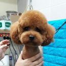 사랑해줄개 애견샵 이미지