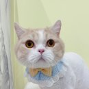 미야옹실 이미지