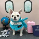 까까멍멍 이미지