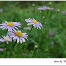 쑥부쟁이 이미지