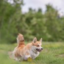 귀여워 강아지 이미지