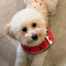 꽃길만걷개 이미지