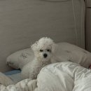 온니애견미용 | [광주 애견미용 잘하는 곳] 광주 비숑미용 추천 월산동&#39;비숑다움&#39;