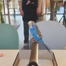 마치에비뉴 | 천안앵무새카페 백석동[버드리] 앵무새체험후기 마치에비뉴