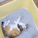 모래 공중화장실 | 퇴근하고 마이도미넌트 지구 고양이 벤토나이트 모래로 전체갈이