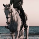 아이튼튼 동물병원 이미지