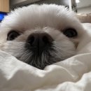 이박하 이미지