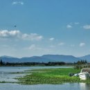 낙동강장어 이미지