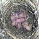 새들의 정원 이미지