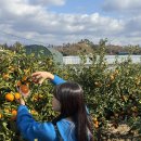 내기농장 | 제주 귤따기체험 어린왕자감귤밭 포기하고 미령이네감귤농장 내돈내산 후기