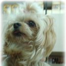 금쪽같은 내새끼 동물병원 이미지