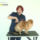 튼튼애견미용 이미지
