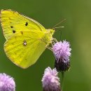 작은친구 이미지