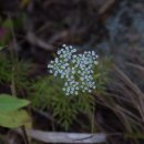 팔공산 하늘정원 이미지