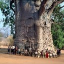 2,000-year-old baobab tree in South Africa called "The Tree of Life" 이미지