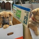 돈지리시장 이미지