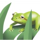 청개구리 이미지