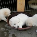 꽃보다 강쥐 이미지