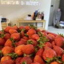 판관오리 이미지