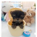 꽃강아지 이미지