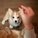 미용하는 훈련사 이미지