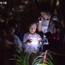 반딧불이 이미지