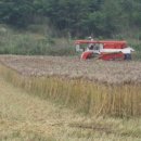 보리타작 이미지