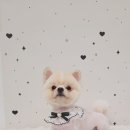 눈이부시개 | 이사 후 정착한 주안애견미용 눈이부시개 후기!