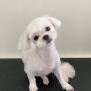 한일애견미용실 이미지