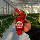 아산팜 | [천안 아산 가볼만한 곳]딸기 따기 체험 /아산 딸기 도치팜 21개월 아기랑 방문후기(딸기많이 담는 tip)