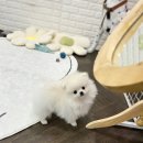 남양주 애견샵 | 남양주애견샵 애견분양 꼭 알고가야합니다