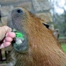 애완 '카피바라(Capybara) 이미지