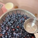 7월 8일(화) 블루베리 수확 체험학습 이미지