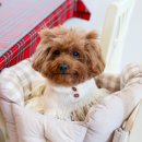 강아지 세상 이미지