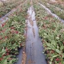 김재근농장 이미지