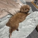 설리번영어학원 | 아니근데진짜