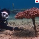 산호농장 이미지
