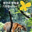 베레쉬트 티스토리