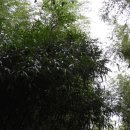 국화노래주점 | 오인교의 전라도누정기행-담양 면앙정 (俛仰亭)-4