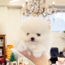 퍼피힐 강아지분양 이미지