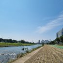 왕숙천고향의강 이미지