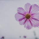 담방