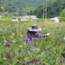 정진석농장 이미지