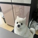 호야네뒷고기 이미지