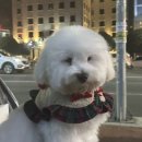 그루밍댕댕 이미지