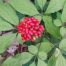 빨간산농장 이미지