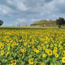 해바라기 이미지